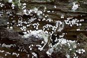 fopdraadwatje (trichia varia) 12-2021 0748